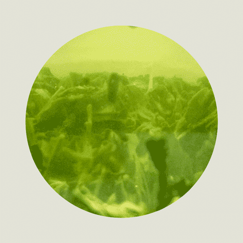 Zelený čaj — Sencha Natsu 50 g